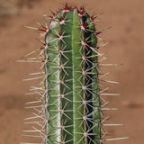 Cactus - polaskia Chichipe Branched - approx 65cm