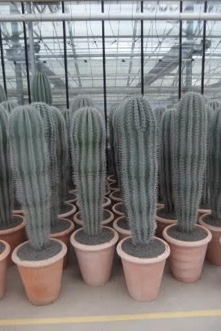 Cactus - "Pachycereus Pringley"