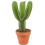 Cactus - polaskia Chichipe Branched - approx 65cm